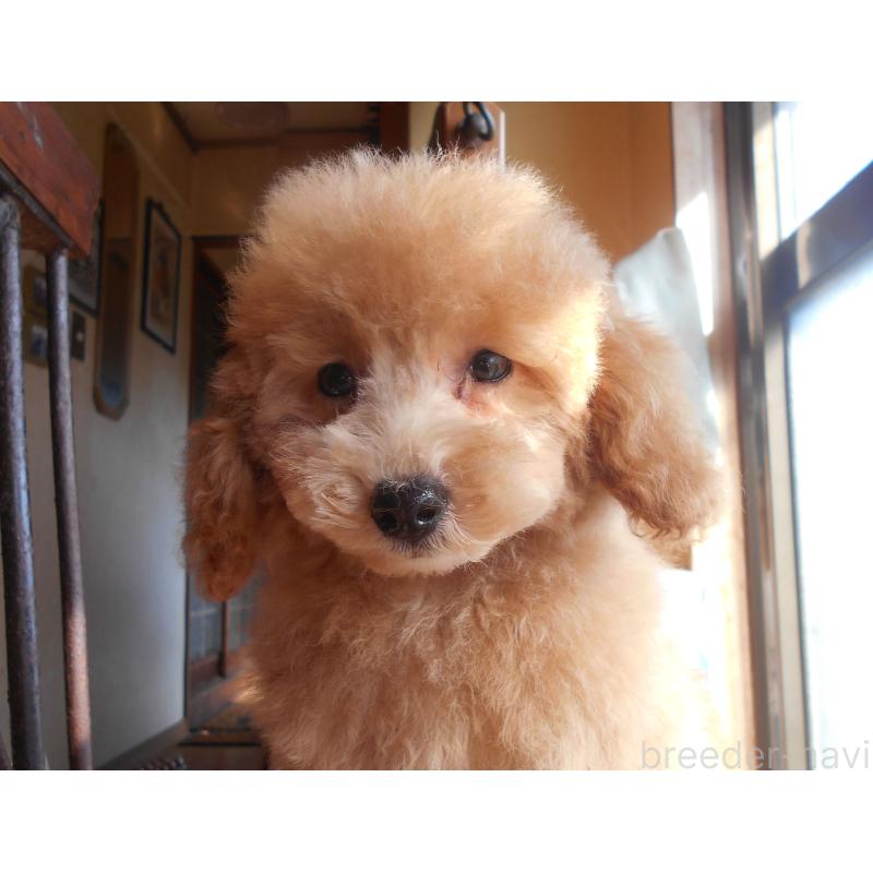 販売中の福岡県のタイニープードル-422846